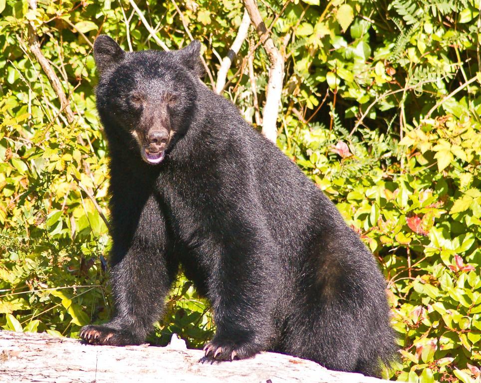 Wild Pacific Guest Suites Ucluelet Buitenkant foto