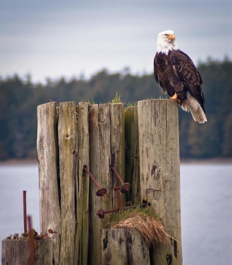 Wild Pacific Guest Suites Ucluelet Buitenkant foto