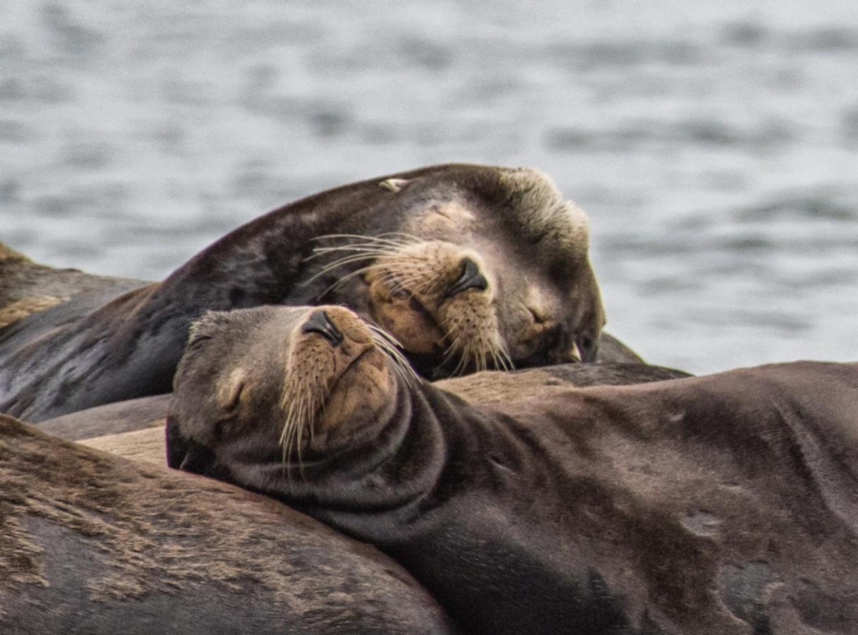 Wild Pacific Guest Suites Ucluelet Buitenkant foto